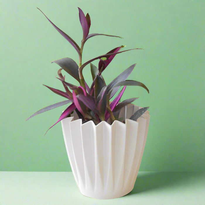 Tradescantia Pallida Pink Stripe House Plant