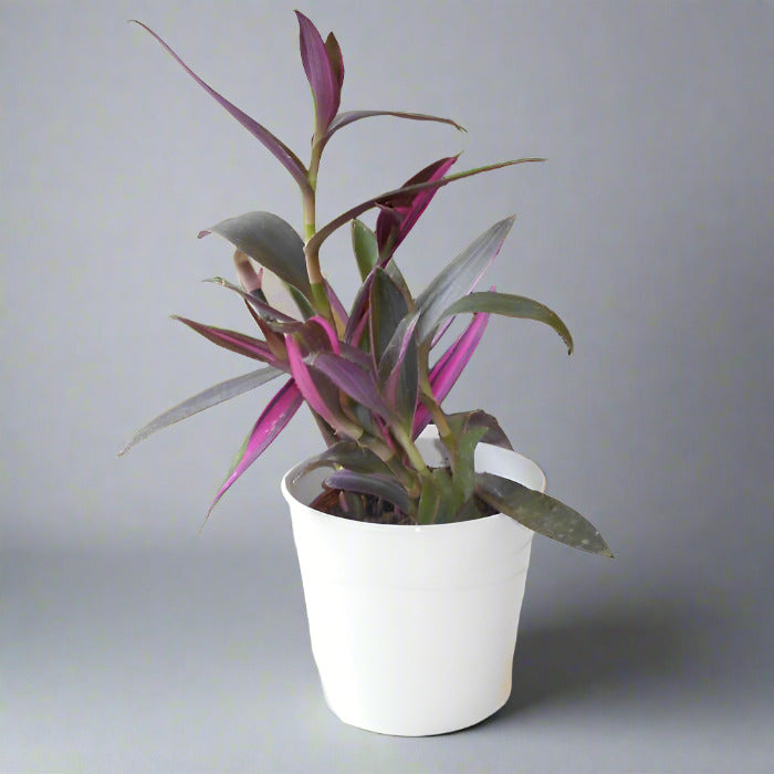 Tradescantia Pallida Pink Stripe House Plant