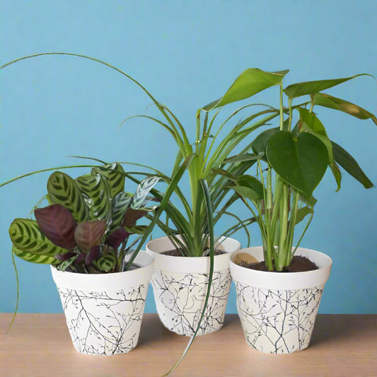 Set of 3 Green House Plants with Pots