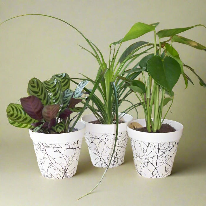 Set of 3 Green House Plants with Pots