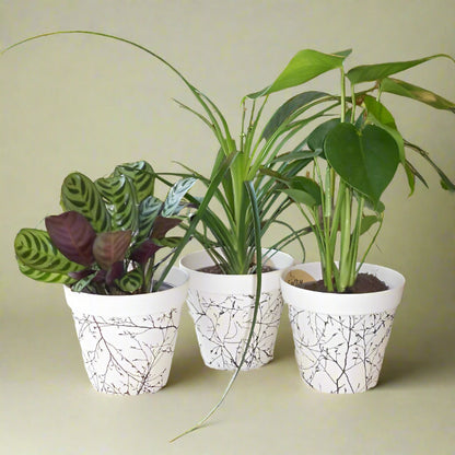 Set of 3 Green House Plants with Pots