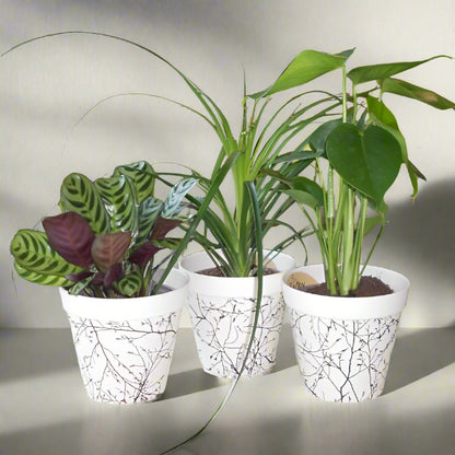 Set of 3 Green House Plants with Pots