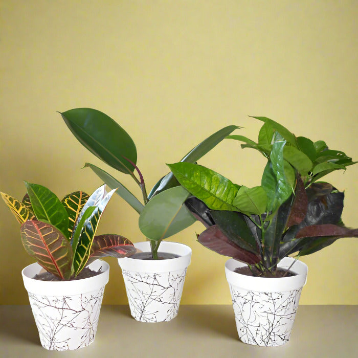 Set of 3 Houseplants that Love Sun with Pots