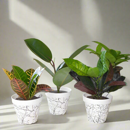 Set of 3 Houseplants that Love Sun with Pots