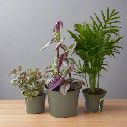 Trio of House Plants for Home Office