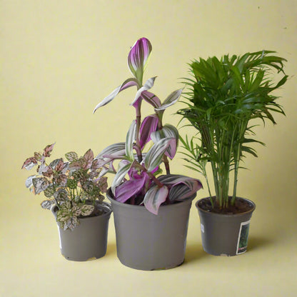 Trio of House Plants for a Desk