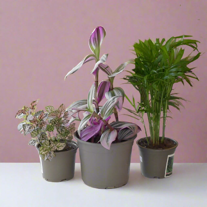 Trio of House Plants for Home Office