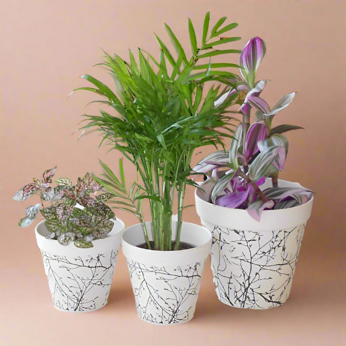 Set of 3 Home Office Plants with Pots