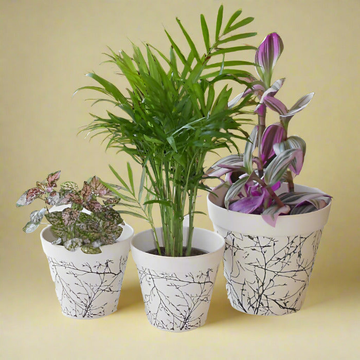 Set of 3 Home Office Plants with Pots