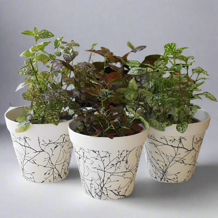 Trio of Large Hypoestes Plants with Pots