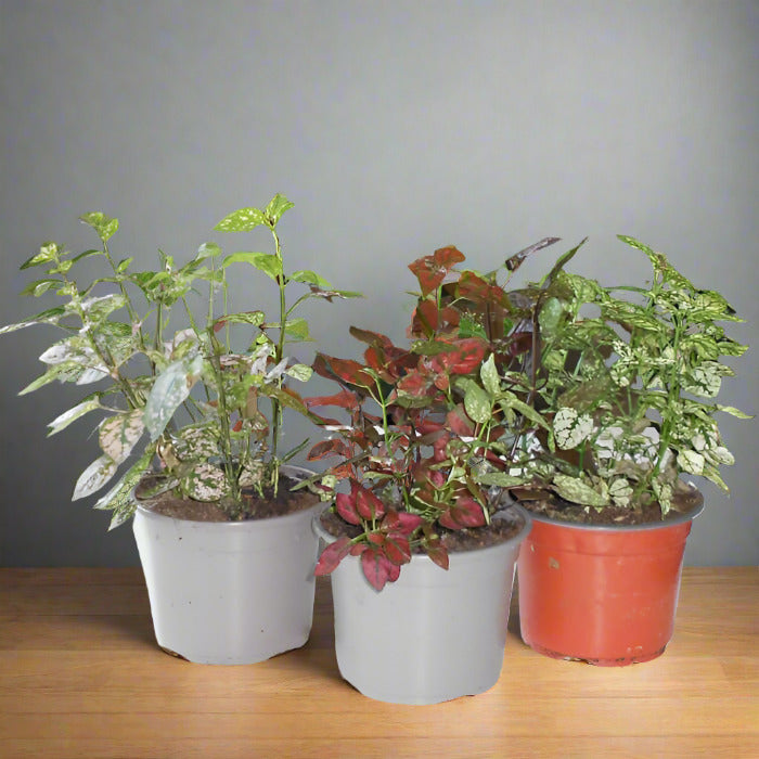 Trio of Large Hypoestes Plants