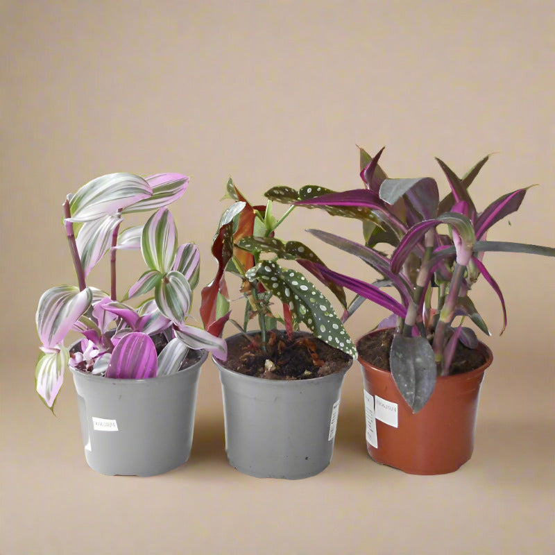 Trio of Indoor Flowering Houseplants