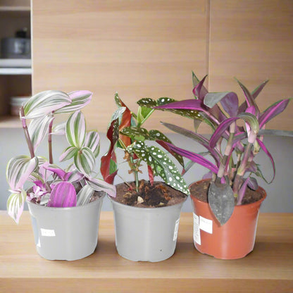 Trio of Indoor Flowering Houseplants