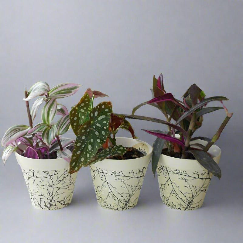 Set of 3 Flowering House Plants with Pots