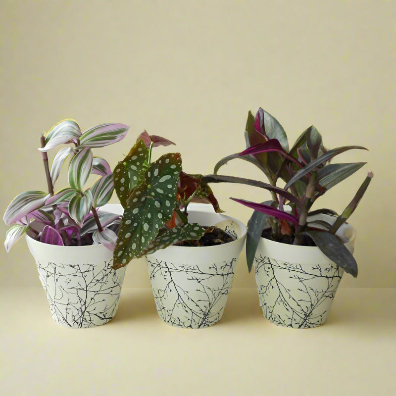 Set of 3 Flowering House Plants with Pots