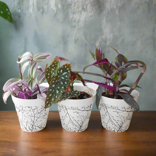 Set of 3 Flowering House Plants with Pots