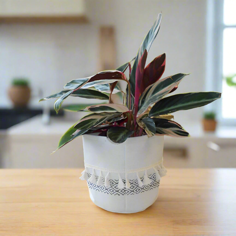 Calathea Triostar Houseplant (Prayer Plant)