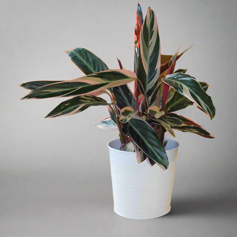 Calathea Triostar Houseplant (Prayer Plant)