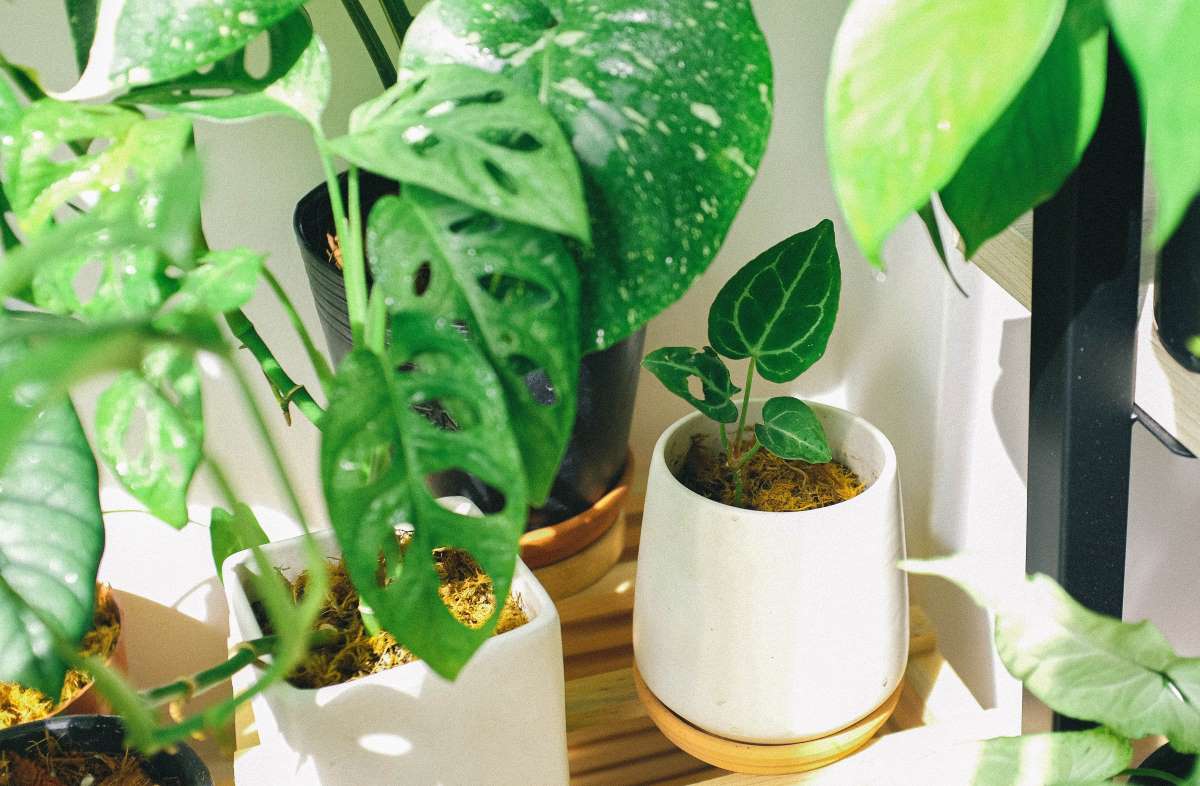 Desk Plants | Small Indoor Plants