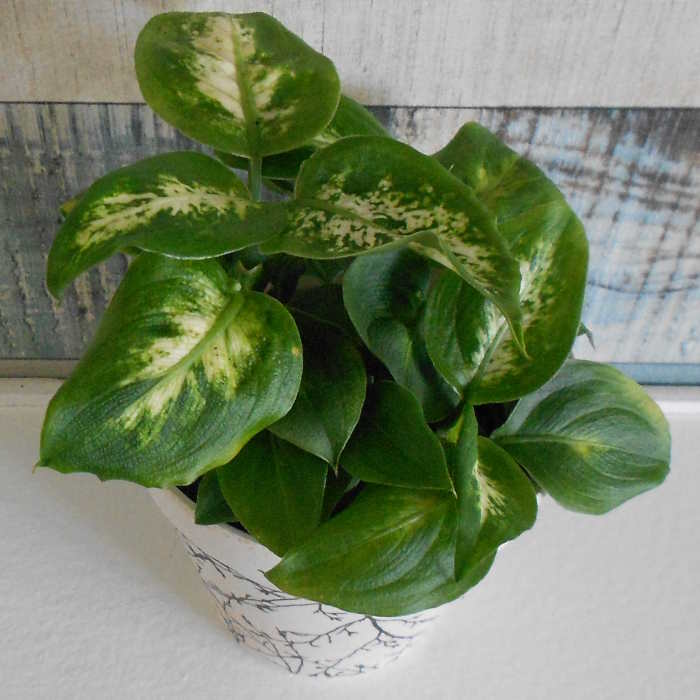 Dieffenbachia Compacta houseplant leaves