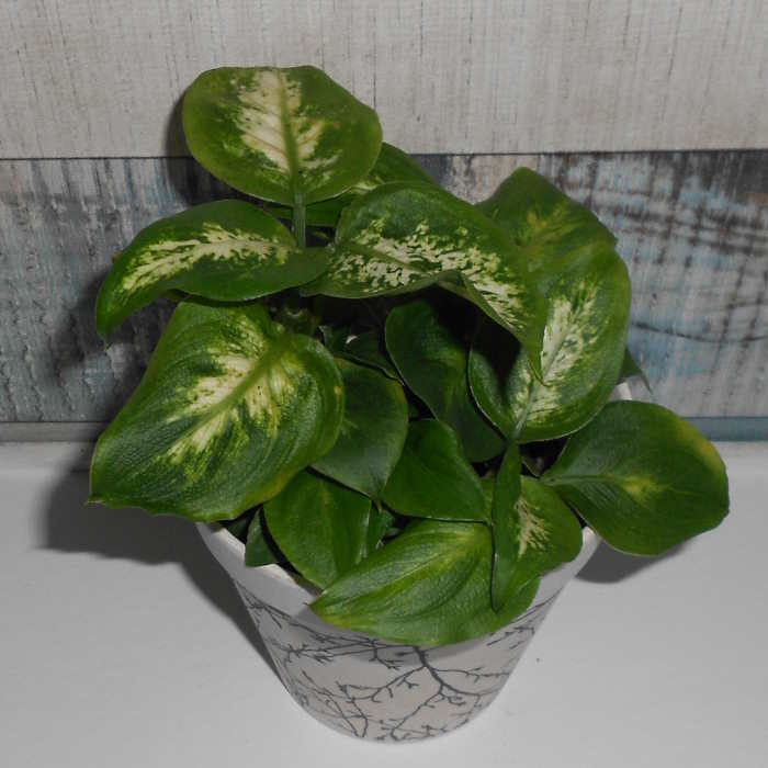 Dieffenbachia Compacta houseplant leaf pattern