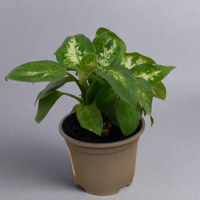 Dieffenbachia Compacta Dumb Cane in a plastic nursery pot