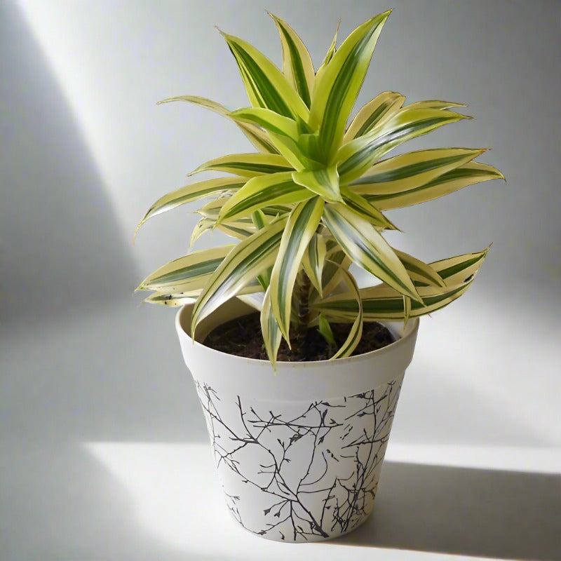 Dracaena Reflexa | Song of India Houseplant