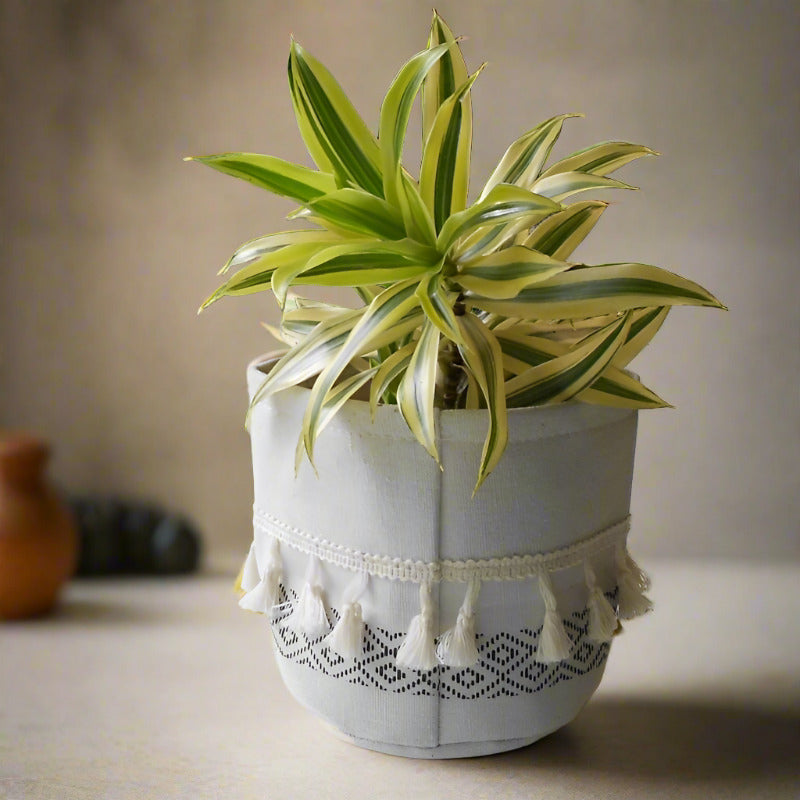 Dracaena Reflexa | Song of India Houseplant