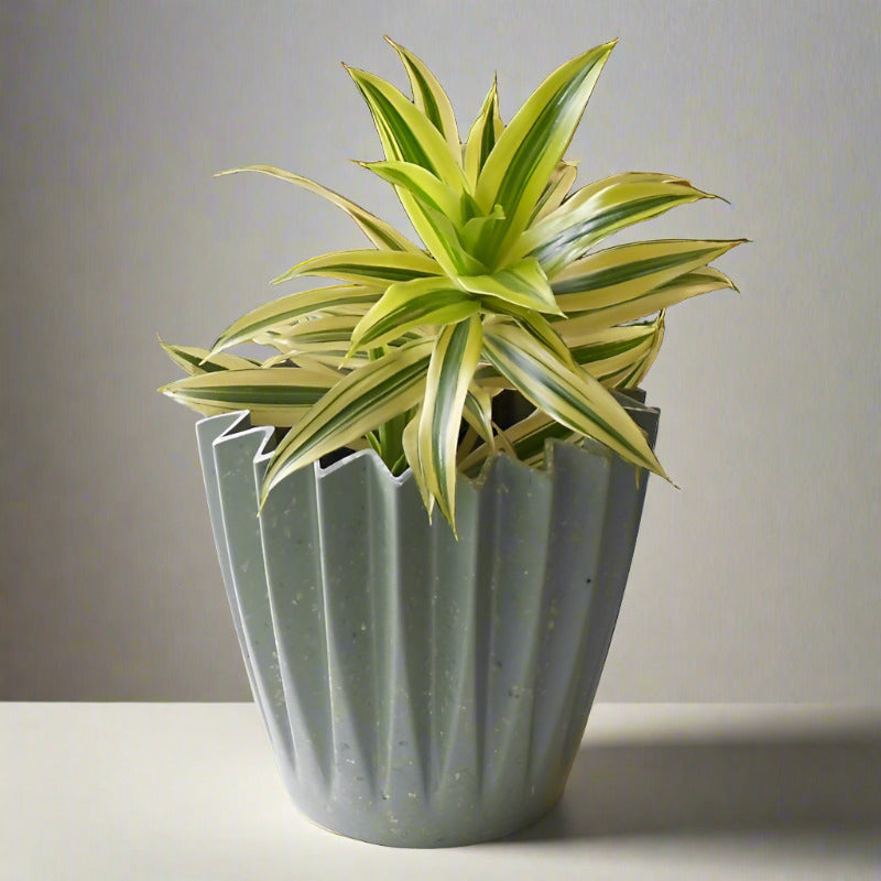 Dracaena Reflexa | Song of India Houseplant