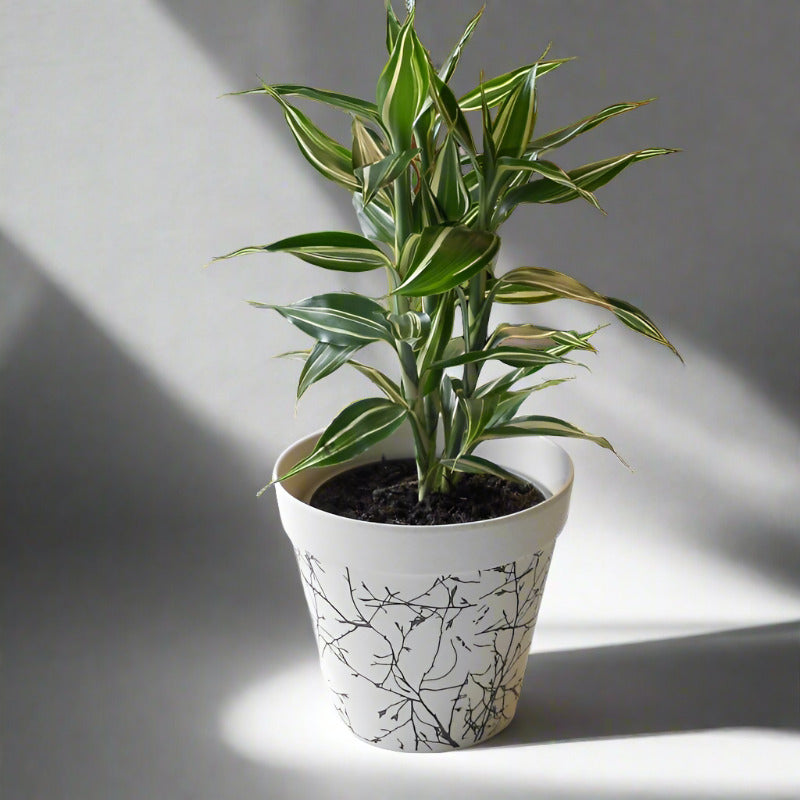 Dracaena Sanderiana Victory (Lucky Bamboo Houseplant)