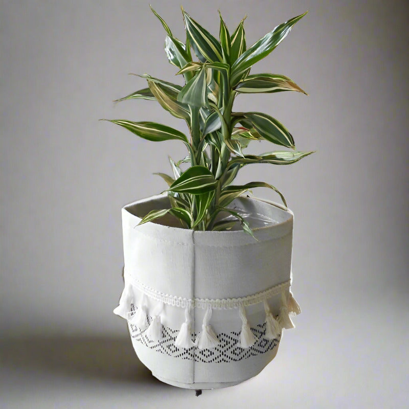 Dracaena Sanderiana Victory (Lucky Bamboo Houseplant)