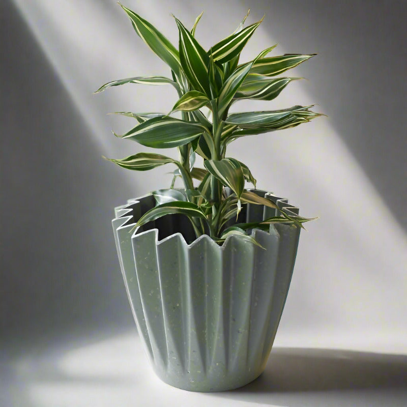 Dracaena Sanderiana Victory (Lucky Bamboo Houseplant)