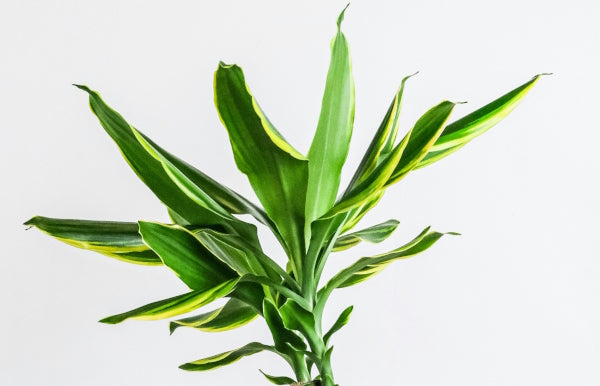 Dracaena plant care & varieties.