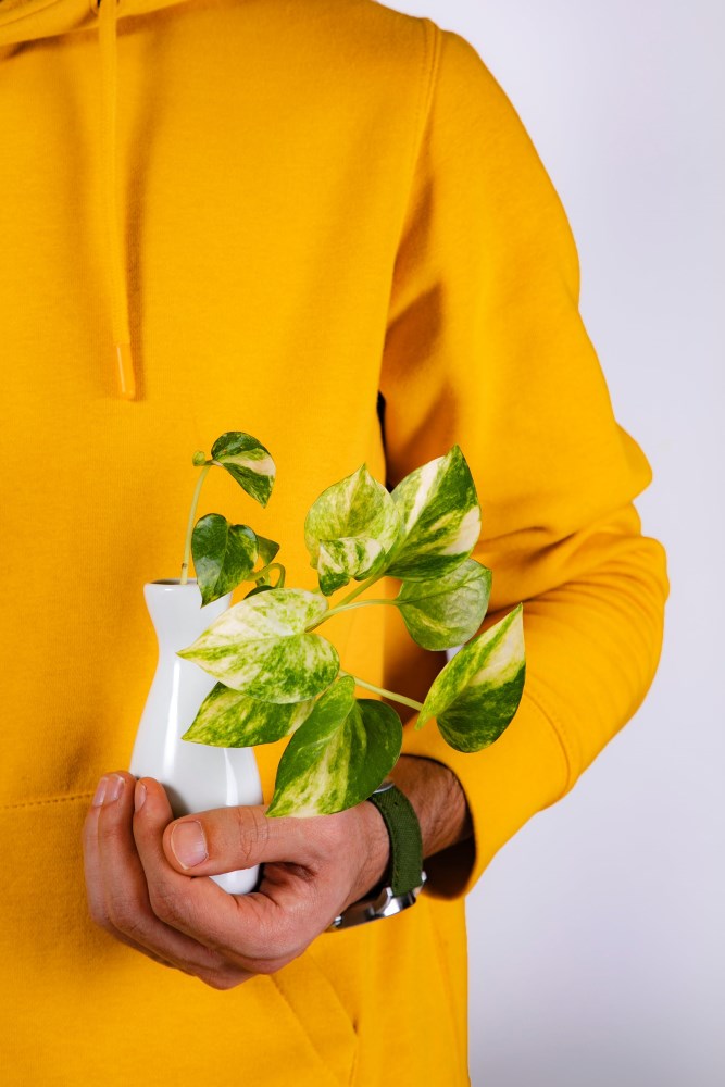 Expert Houseplant Advice | Small Indoor Plants