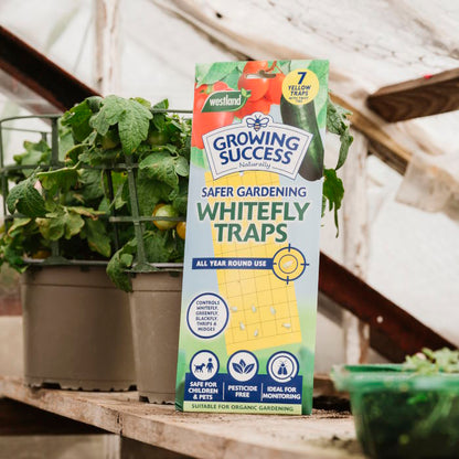 Gro Sure Whitefly Sticky Traps 7 Pack in a greenhouse