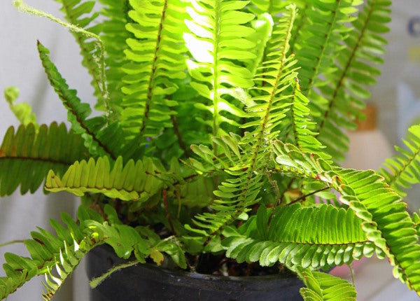 Indoor fern plant care & varieties.