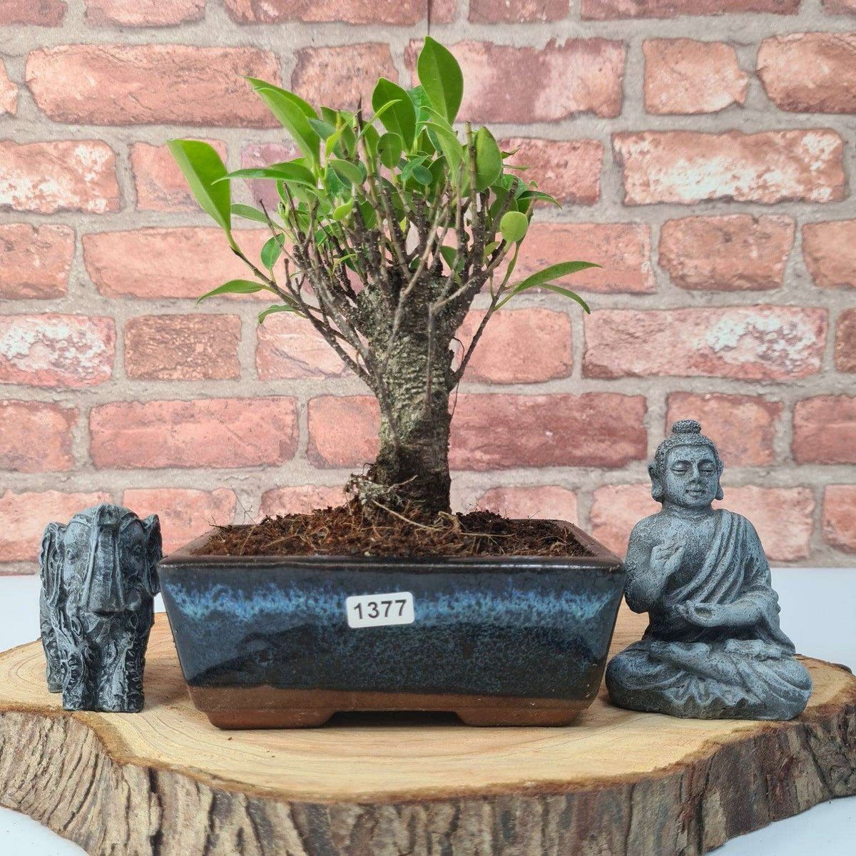 Ficus_Microcarpa_Banyan_Fig_Indoor_Bonsai_Tree_Broom_In_15cm_Pot-47277