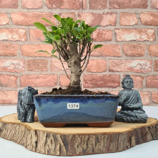 Ficus_Microcarpa_Banyan_Fig_Indoor_Bonsai_Tree_Broom_In_15cm_Pot_-_Yorkshire_Bonsai-47267