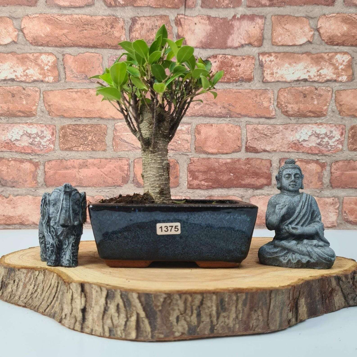 Ficus_Microcarpa_Banyan_Fig_Indoor_Bonsai_Tree_Broom_In_15cm_Pot_-_Yorkshire_Bonsai-47270