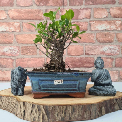 Ficus_Microcarpa_Banyan_Fig_Indoor_Bonsai_Tree_Broom_In_15cm_Pot_-_Yorkshire_Bonsai-47274