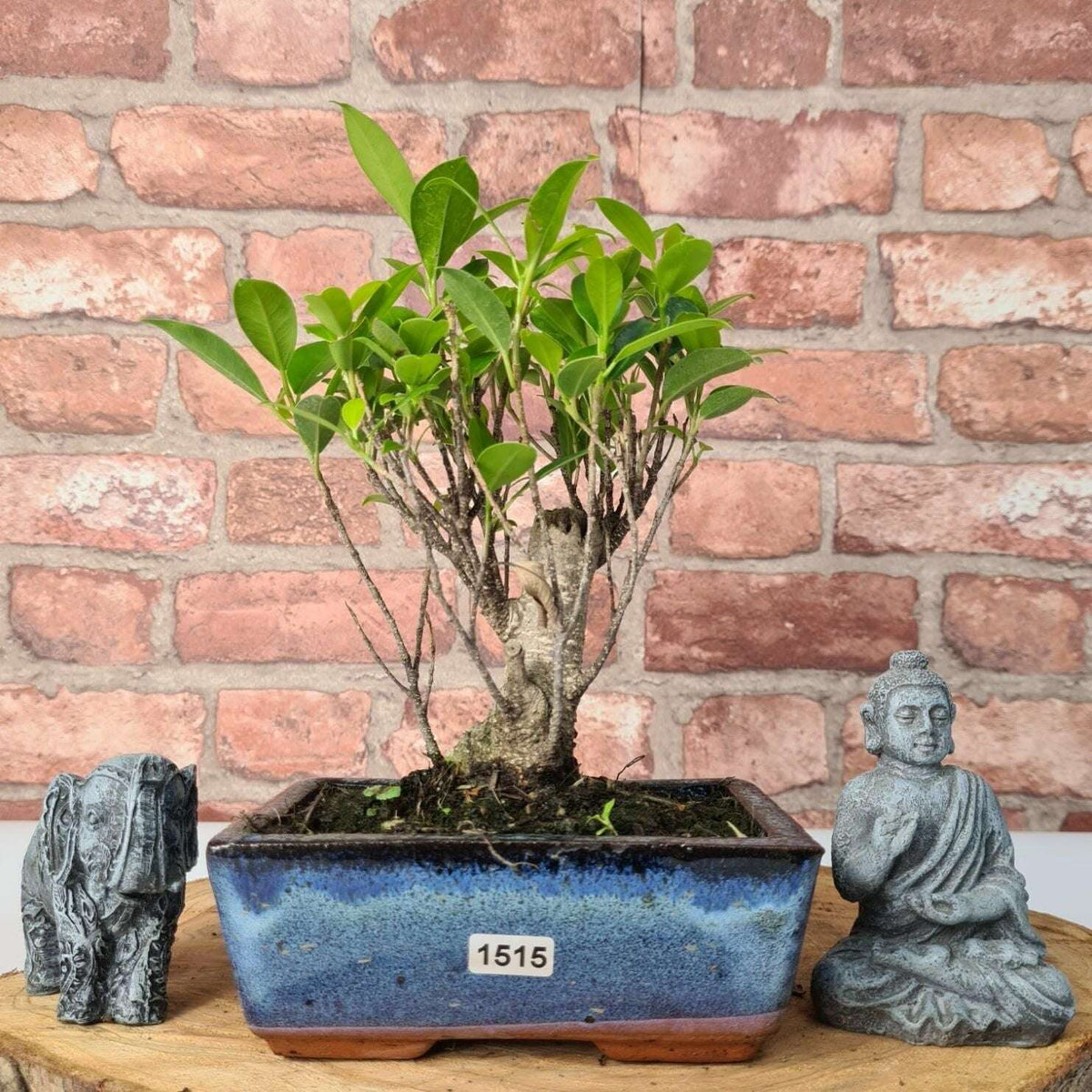 Ficus_Microcarpa_Banyan_Fig_Indoor_Bonsai_Tree_Broom_In_15cm_Pot_-_Yorkshire_Bonsai-47286