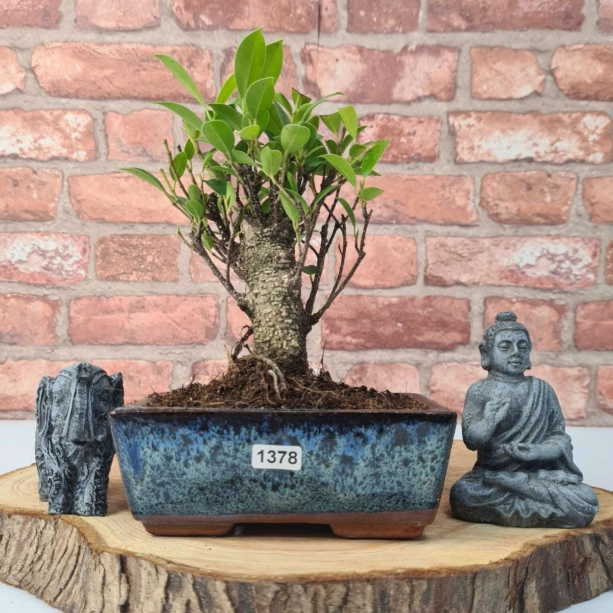 Ficus_Microcarpa_Banyan_Fig_Indoor_Bonsai_Tree_Broom_In_15cm_Pot_-_Yorkshire_Bonsai-47289