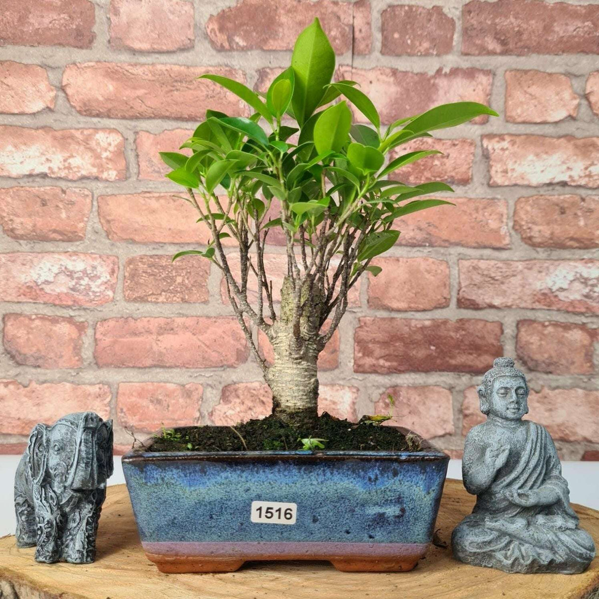 Ficus_Microcarpa_Banyan_Fig_Indoor_Bonsai_Tree_Broom_In_15cm_Pot_-_Yorkshire_Bonsai-47290