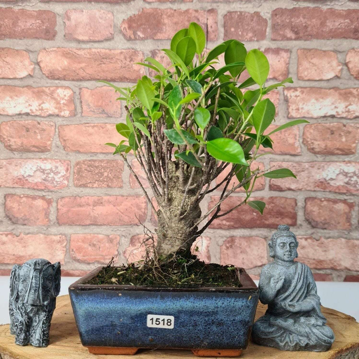 Ficus_Microcarpa_Banyan_Fig_Indoor_Bonsai_Tree_Broom_In_15cm_Pot_-_Yorkshire_Bonsai-47293