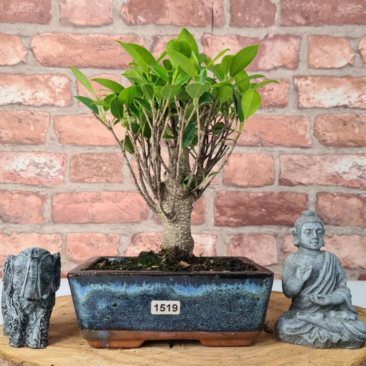 Ficus_Microcarpa_Banyan_Fig_Indoor_Bonsai_Tree_Broom_In_15cm_Pot_-_Yorkshire_Bonsai-47295