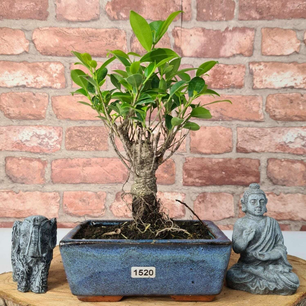 Ficus_Microcarpa_Banyan_Fig_Indoor_Bonsai_Tree_Broom_In_15cm_Pot_-_Yorkshire_Bonsai-47296
