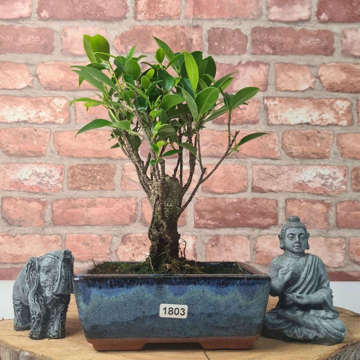 Ficus_Microcarpa_Banyan_Fig_Indoor_Bonsai_Tree_Broom_In_15cm_Pot_-_Yorkshire_Bonsai-47317