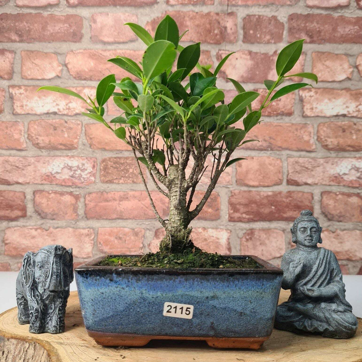 Ficus_Microcarpa_Banyan_Fig_Indoor_Bonsai_Tree_Broom_In_15cm_Pot_-_Yorkshire_Bonsai-47325