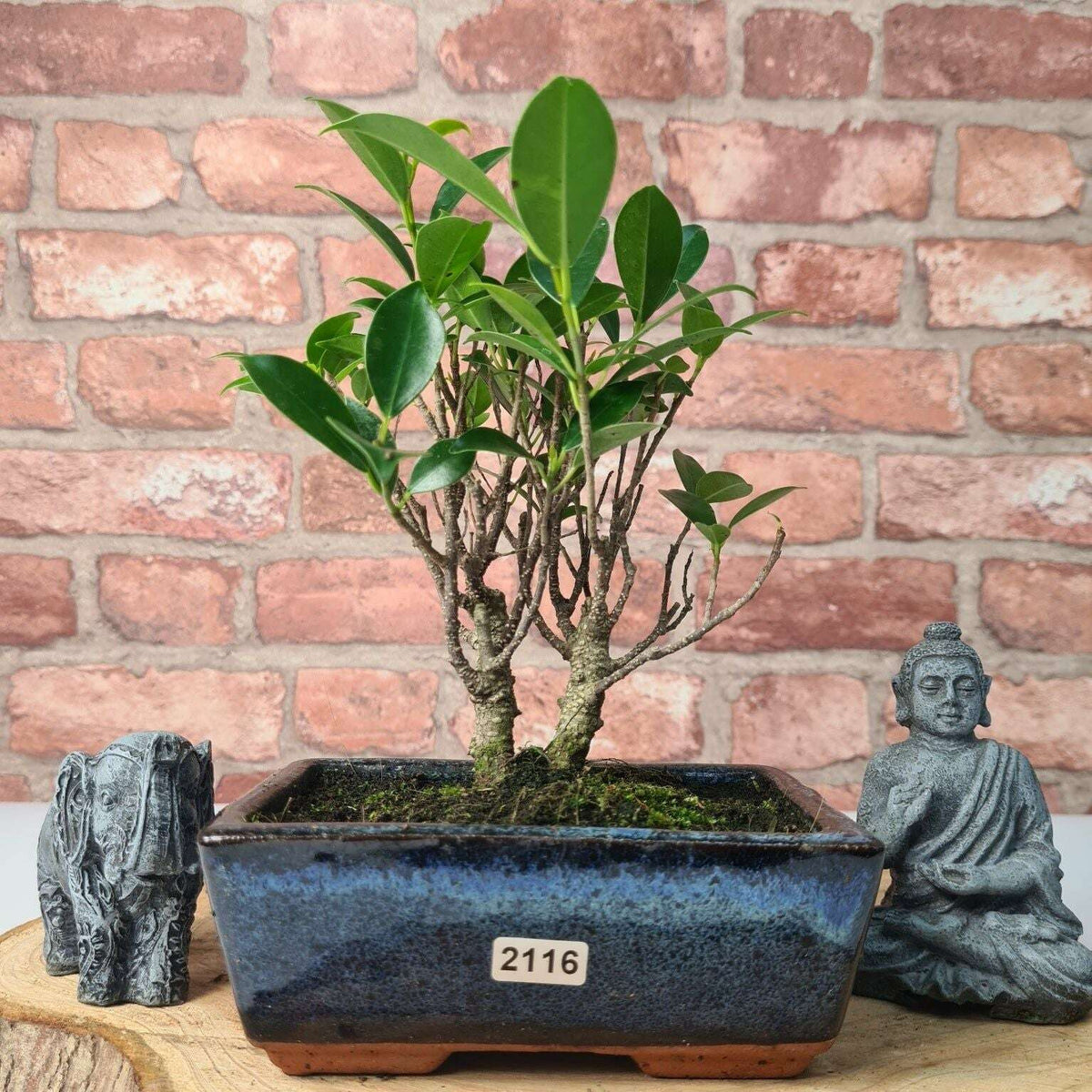 Ficus_Microcarpa_Banyan_Fig_Indoor_Bonsai_Tree_Broom_In_15cm_Pot_-_Yorkshire_Bonsai-47327