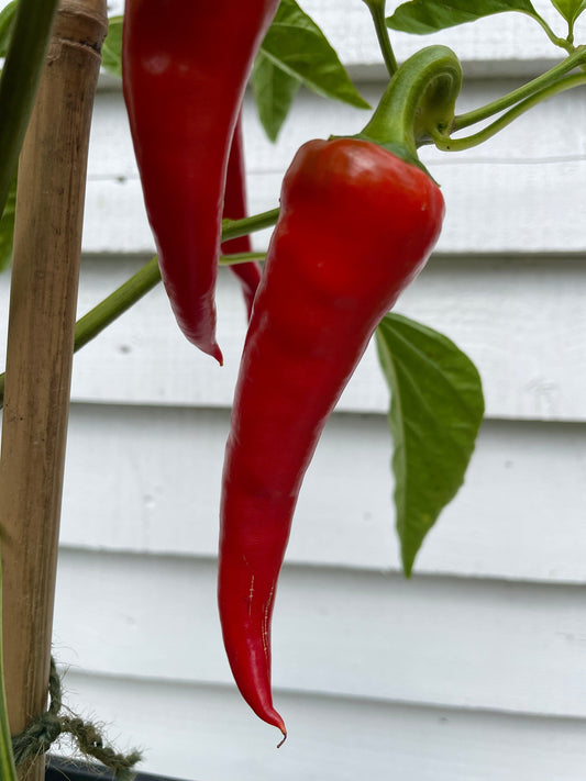 Cyklon Chilli